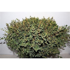 EUC PARVIFOLIA P BS