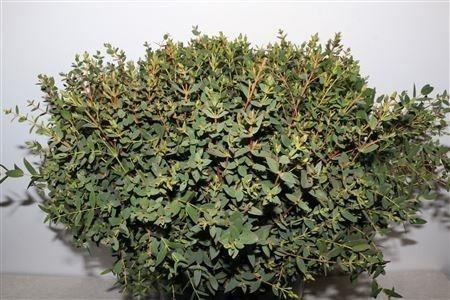 <h4>EUC PARVIFOLIA P BS</h4>