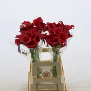 Calla Bermuda