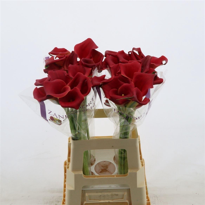 <h4>Calla Bermuda</h4>