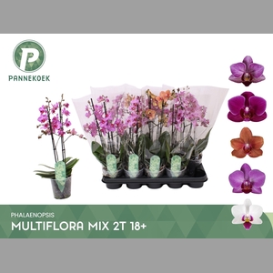 PHAL MF GEM 5 KL