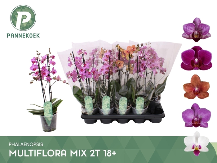 <h4>PHAL MF GEM 5 KL</h4>