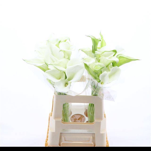 <h4>ZANT WHITE ART</h4>