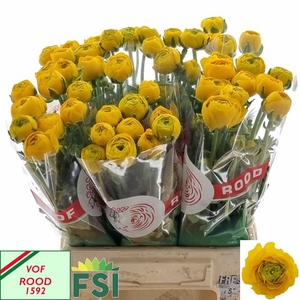 RANUNCULUS  'AAZUR YELLOW'