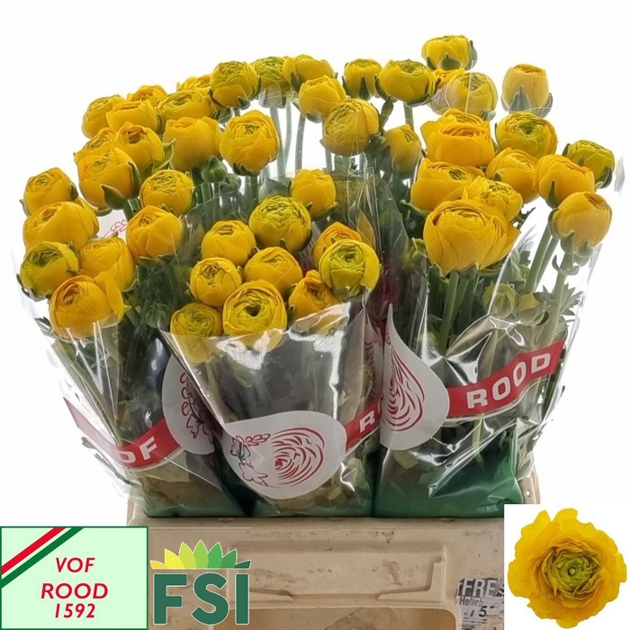 <h4>RANUNCULUS  'AAZUR YELLOW'</h4>