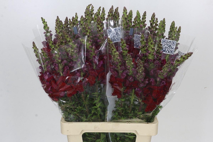 <h4>Antirrhinum Potomac Red</h4>