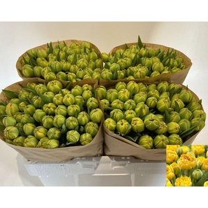 TU DU YELLOW POMPENE