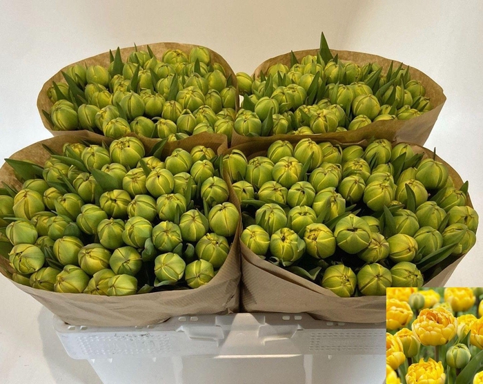 <h4>TU DU YELLOW POMPENE</h4>