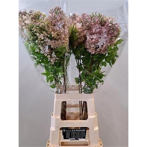 Syr Hy Maidens Blush