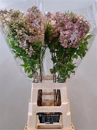 <h4>Syr Hy Maidens Blush</h4>