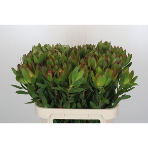 Leucadendron Goldstrike