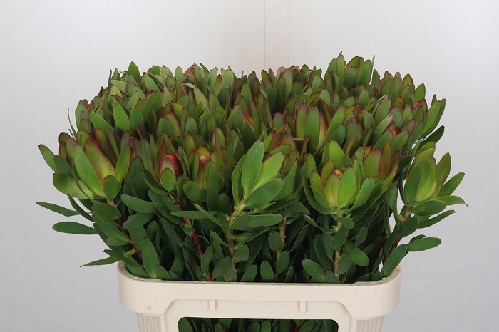 <h4>Leucadendron Goldstrike</h4>