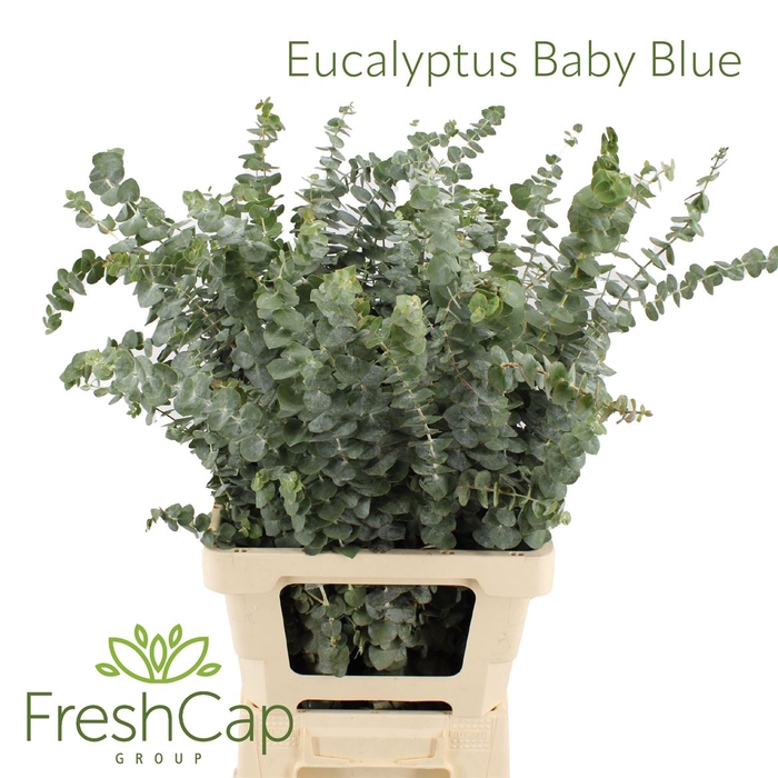 <h4>Eucalyptus Baby Blue (300 Gram)</h4>
