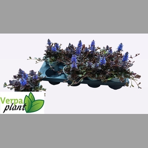 AJUGA R BRAUNHERZ