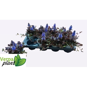 AJUGA R BRAUNHERZ