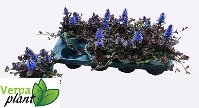 <h4>AJUGA R BRAUNHERZ</h4>