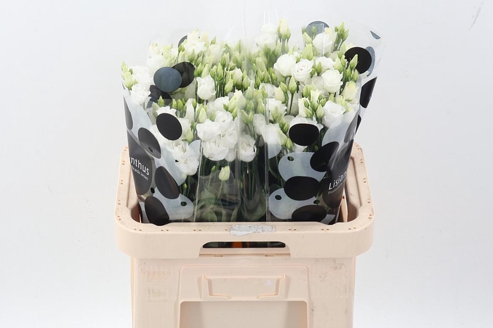 <h4>Eus G Rosi White</h4>