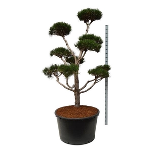 Pinus contorta