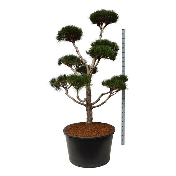 <h4>Pinus contorta</h4>