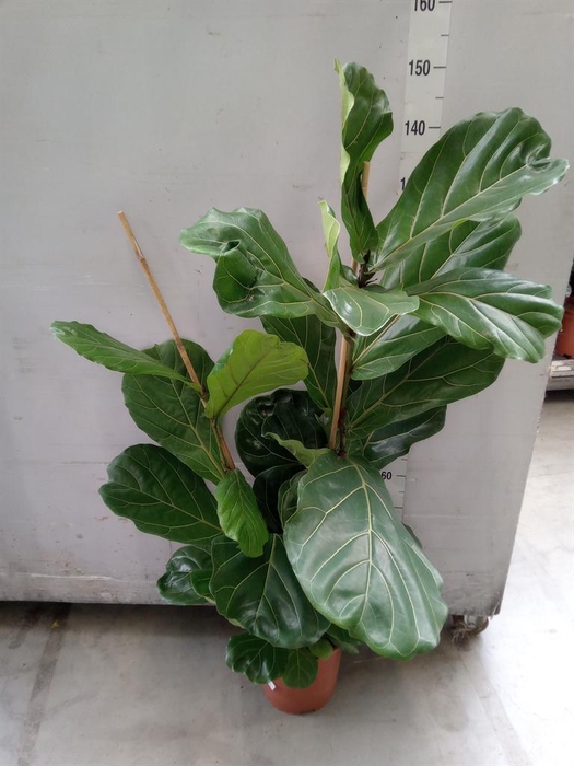 <h4>Ficus lyrata</h4>