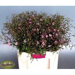 SAPONARIA OV