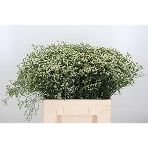 LIMONIUM SIN CHINA WHITE 20GR