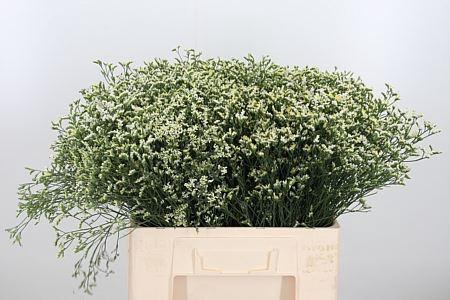<h4>LIMONIUM SIN CHINA WHITE 20GR</h4>
