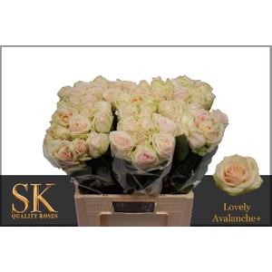 Rozen Rosa Lovely Avalanche 50cm