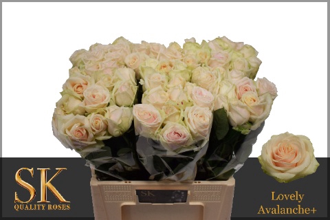 <h4>Rozen Rosa Lovely Avalanche 50cm</h4>