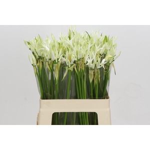 Nerine Like a Virgin