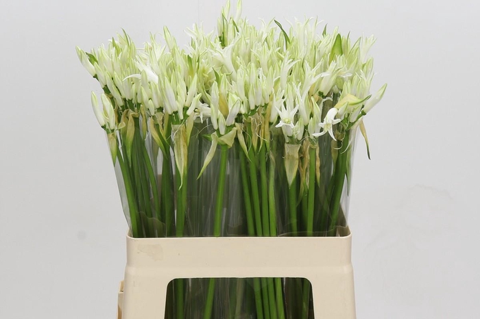 <h4>Nerine Like A Virgin</h4>