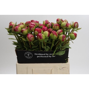 Paeonia Command Performance