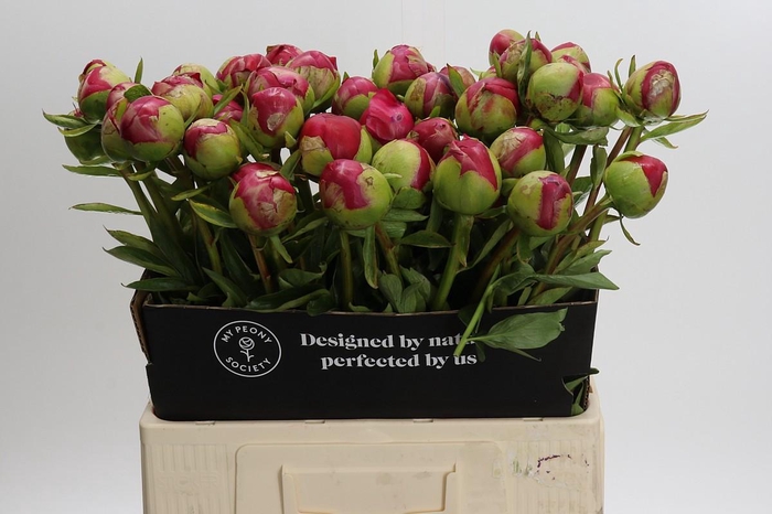 <h4>Paeonia Command Performance</h4>