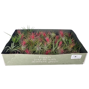 Tillandsia