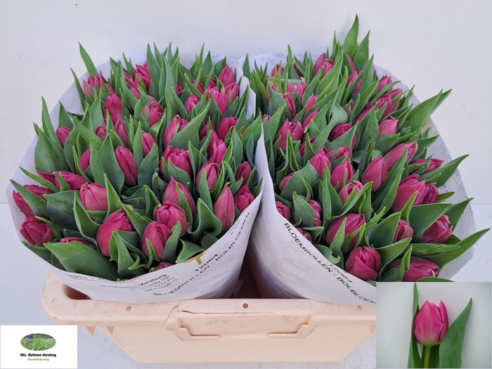 <h4>TU DU DOUBLE PRINCES</h4>