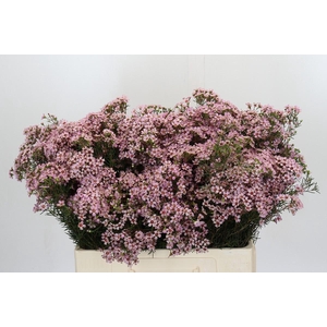 Chamelaucium Jupiter Solar