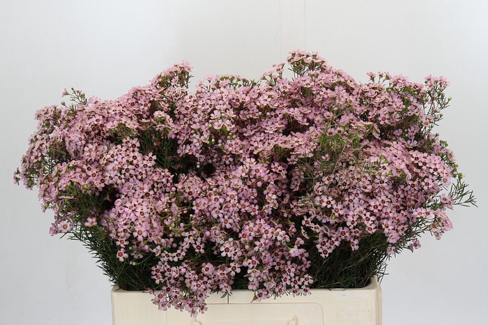 <h4>Chamelaucium Jupiter Solar</h4>