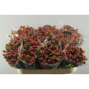 Hypericum Tomato Flair (rd)l70