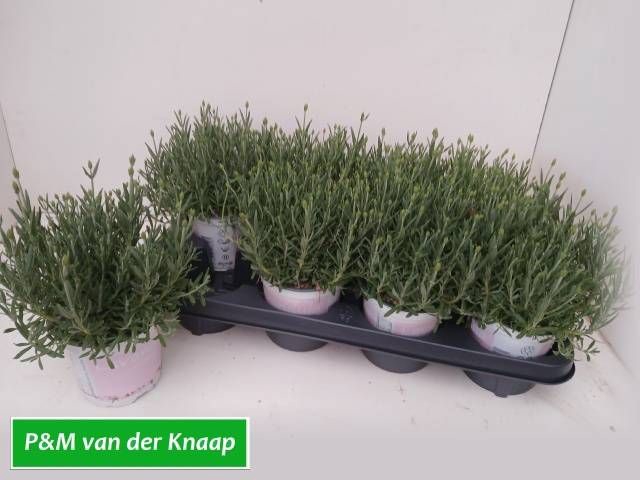 <h4>LAVAN AN ROSEA</h4>