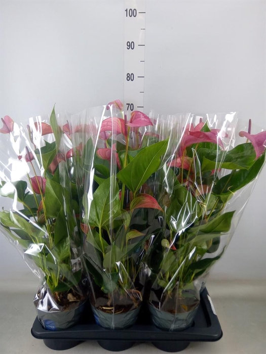 <h4>Anthurium andr. 'Joli'</h4>