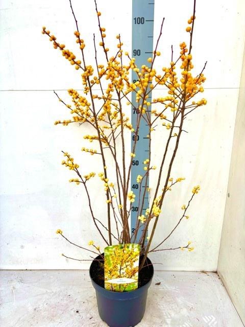 <h4>ILEX VERTICILLATA</h4>