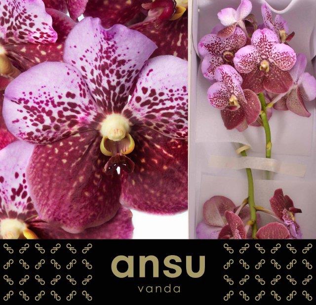 <h4>VANDA DI PINK MAHOGA</h4>