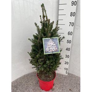 PICEA GL SUPER GREEN