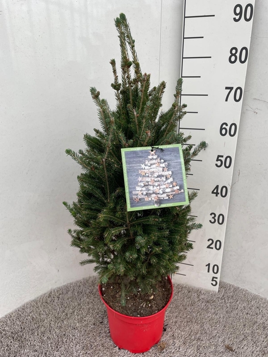 <h4>PICEA GL SUPER GREEN</h4>