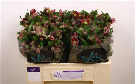 <h4>Hell Mammoth Pink</h4>