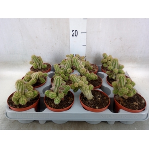Chamaecereus  'Ubink Cerise'