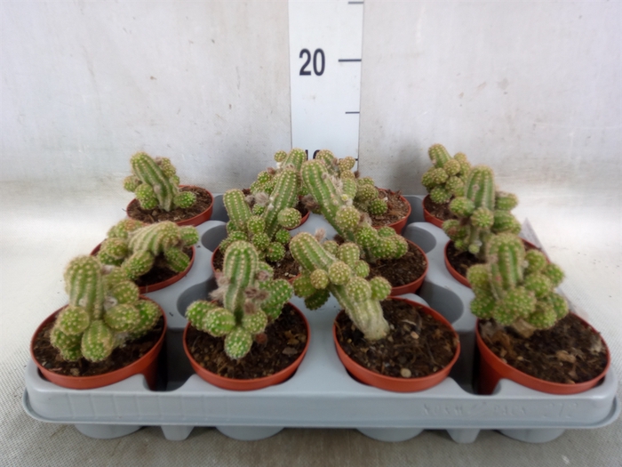 <h4>Chamaecereus  'Ubink Cerise'</h4>