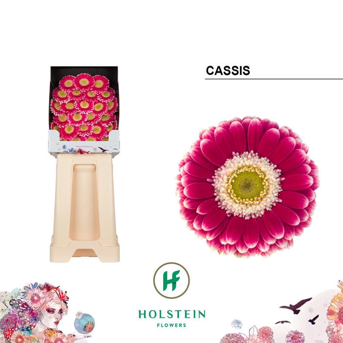 <h4>Ge Mi Cassis</h4>