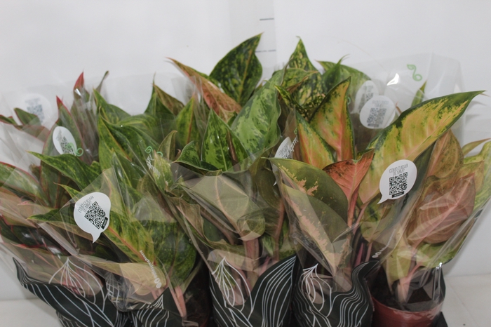 <h4>AGLAONEMA VARIADA P12 PREMIUM</h4>