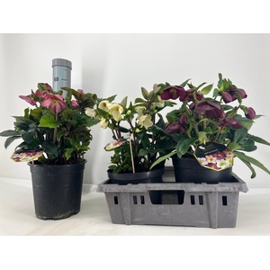 HELL HGC ICE N R GEM